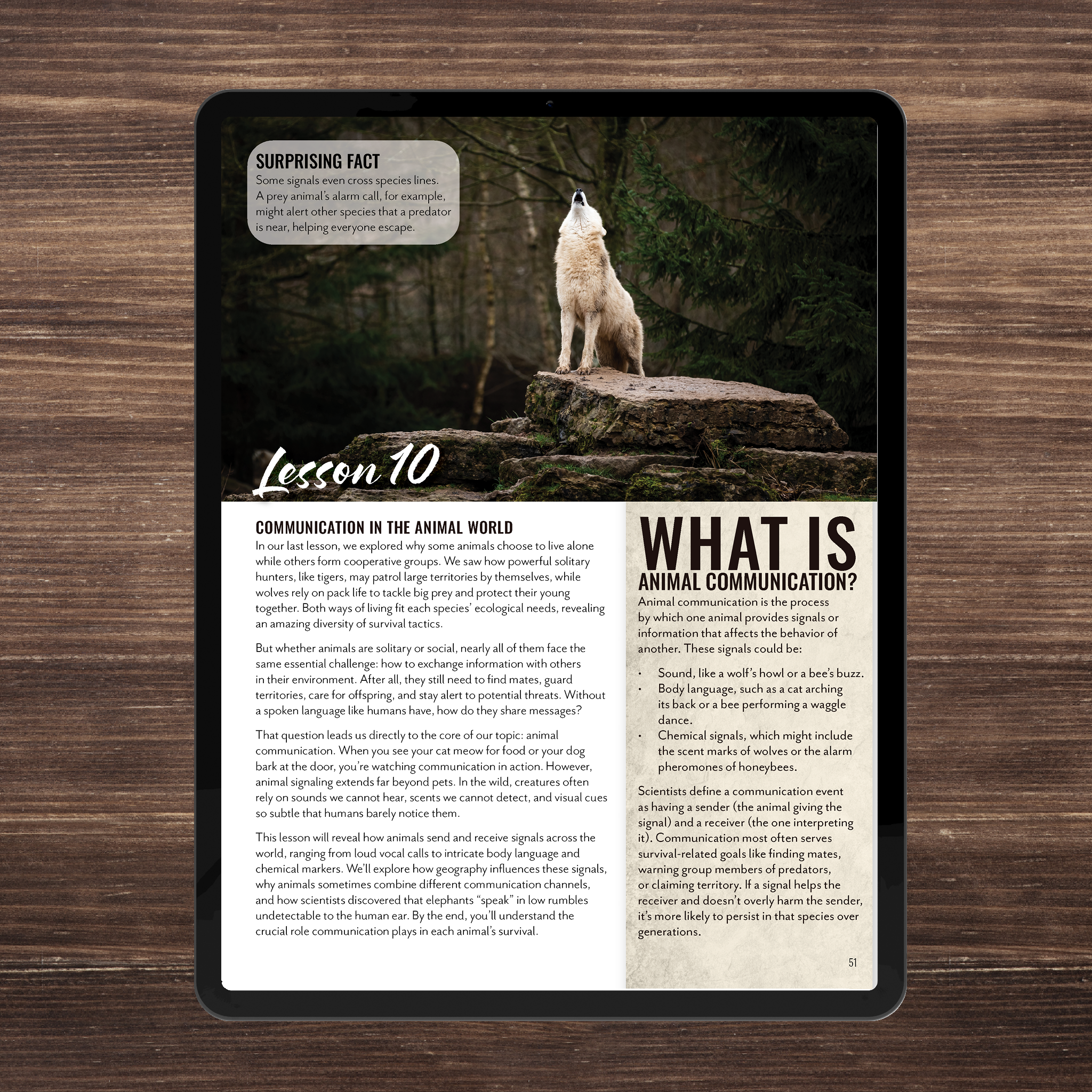 Wild Wonders: Full Family All-Inclusive Unit