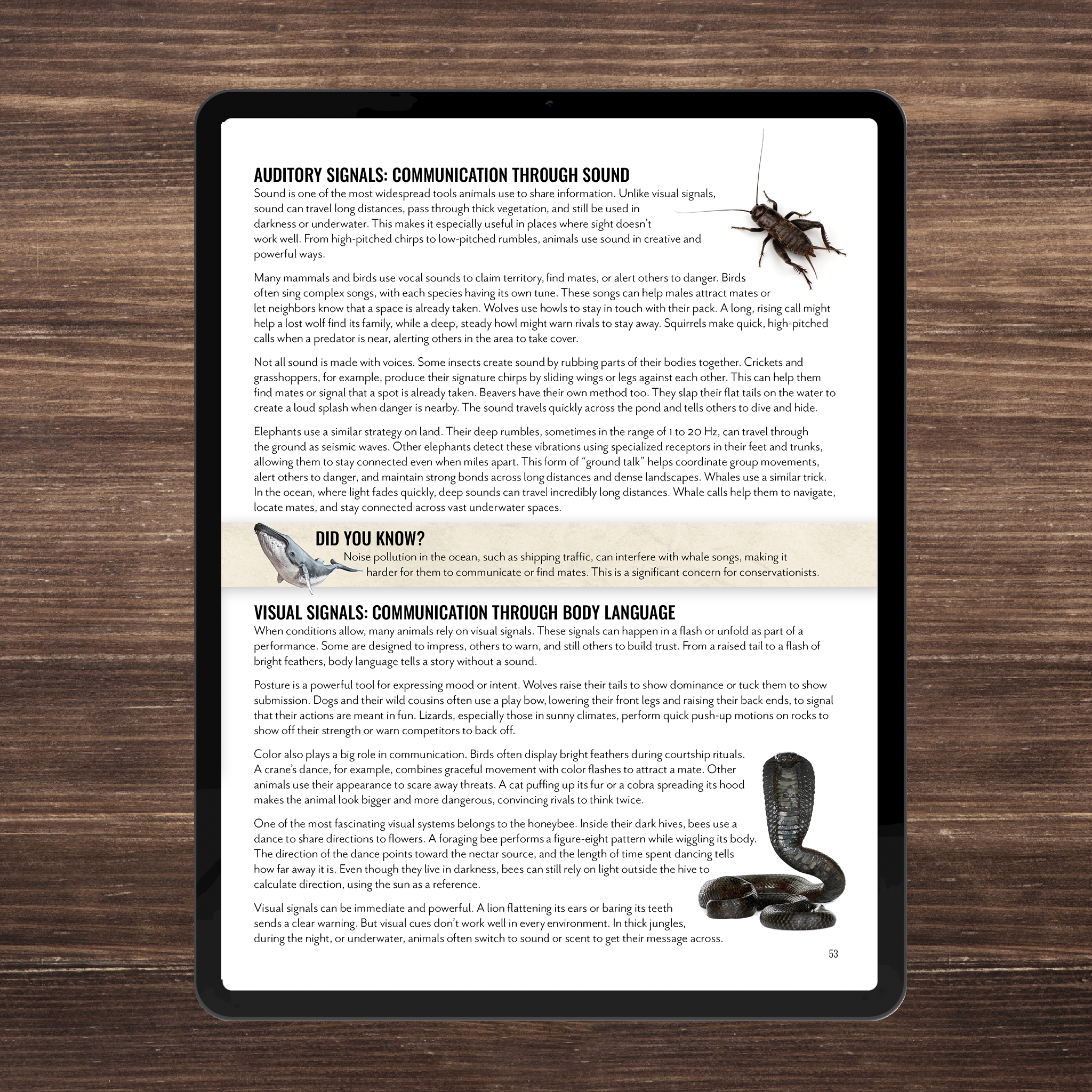 Wild Wonders: Full Family All-Inclusive Unit