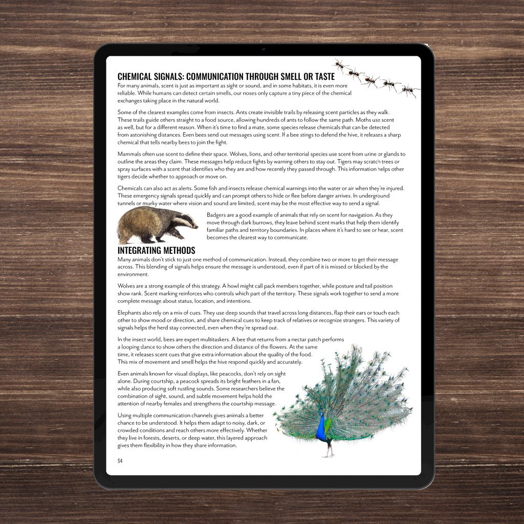 Wild Wonders: Full Family All-Inclusive Unit